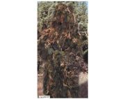 Chameleon Ghillie Suit  Outstanding Blending Ability